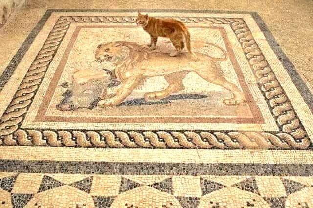#MosaicMonday

Standing on the shoulders of giants...

The Lion Mosaic in the Terrace Houses of Ephesus, Turkiye. Ca 2nd century CE