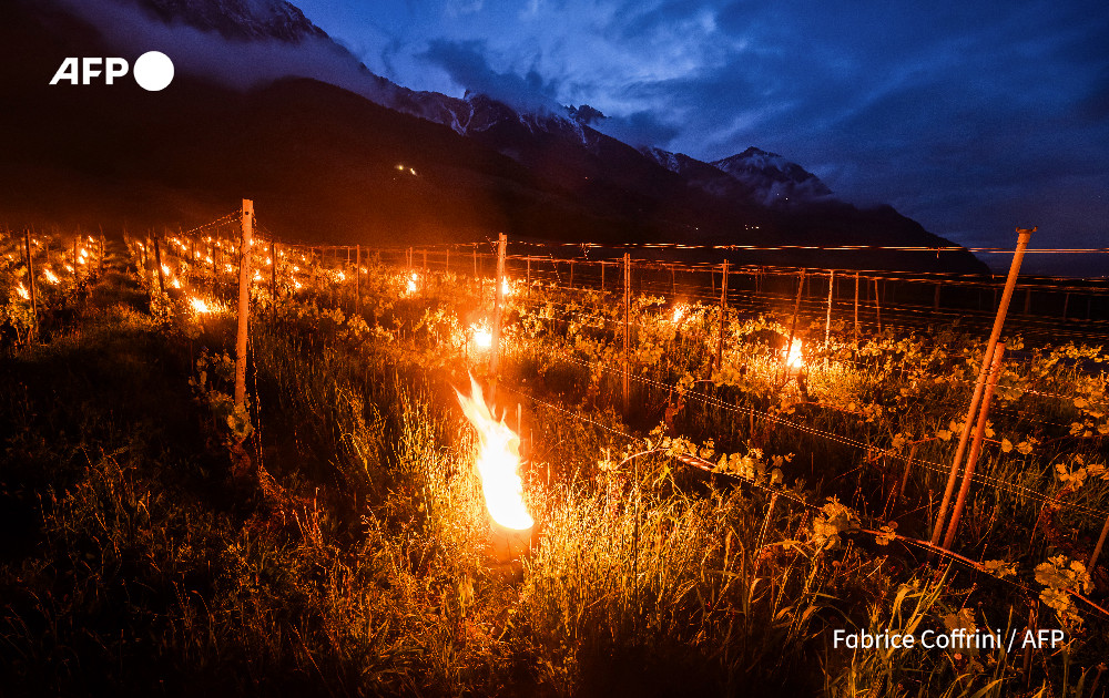 Desperate measures. @AFP's Fabrice Coffrini photographs a vineyard in Fully, western Switzerland, where burning torches have been placed to stop the vines from freezing, part of the fight against frost destroying the newly emerging buds. The risk of late frost damage to crops