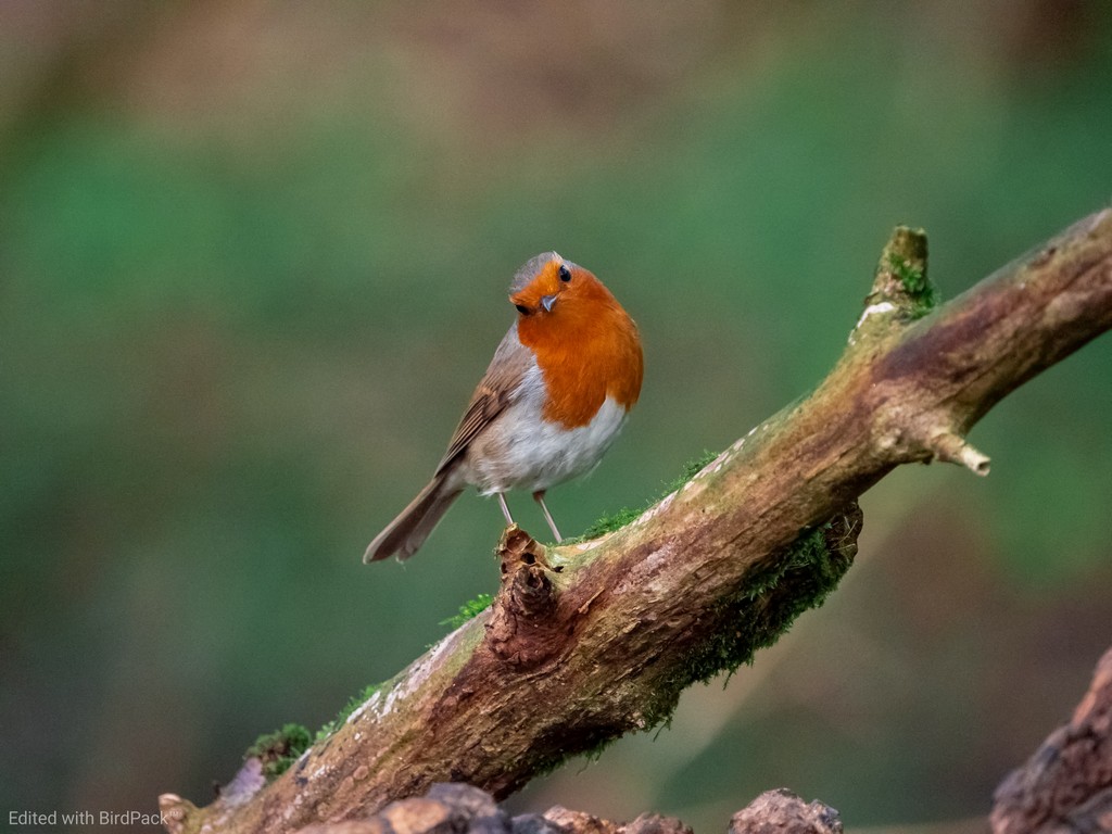 A Robin curiously watching me from the woodland at Lackford Lakes.

🐣 They are one of the few UK birds that can breed up to three times a season, maximizing their presence in suitable habitats.

Captured beautifully with BirdPack’s new Robin presets, enhancing every detail.