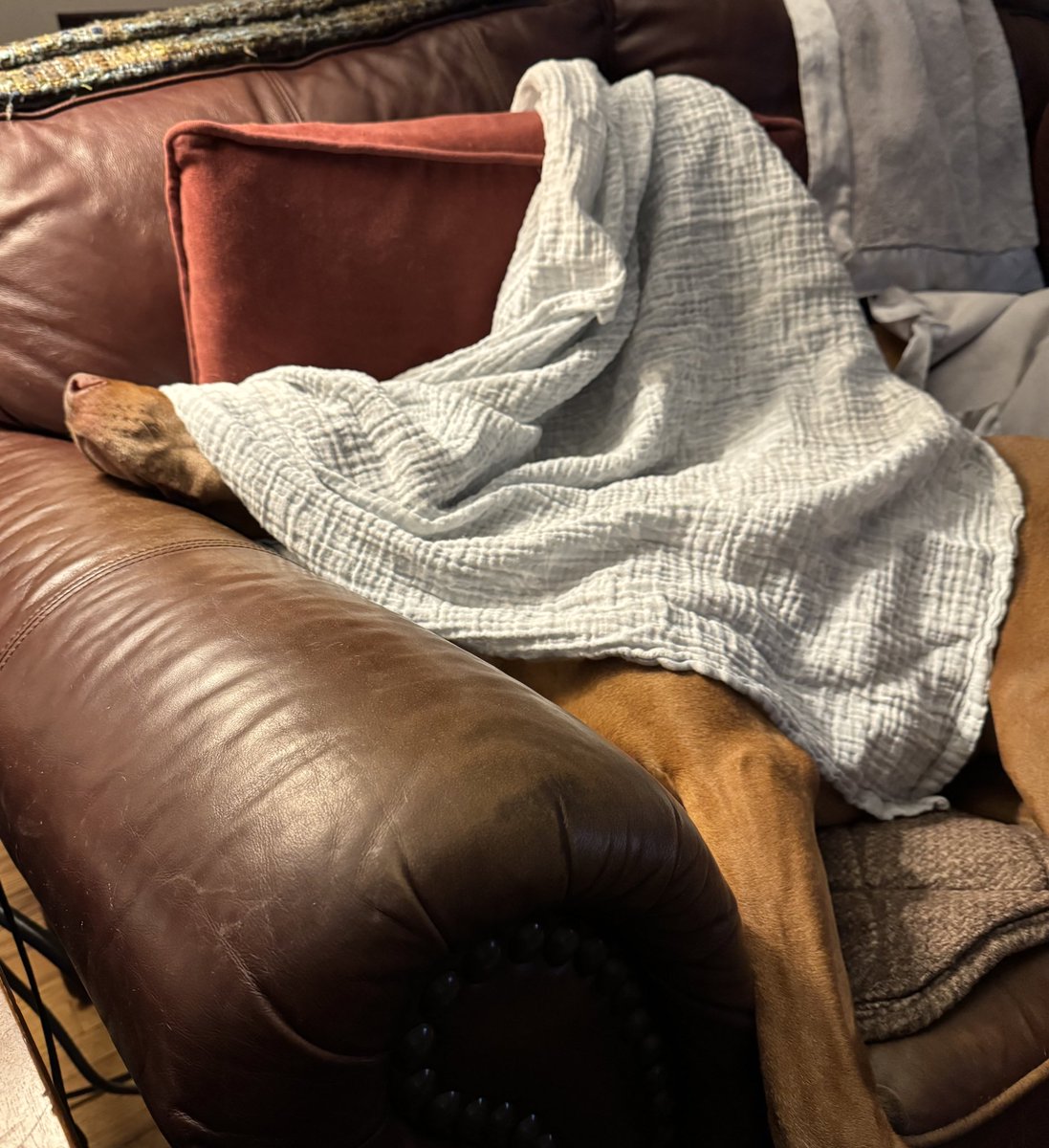 It’s exhausting being a #vizsla. Too bright Mom. #dogsarefamily