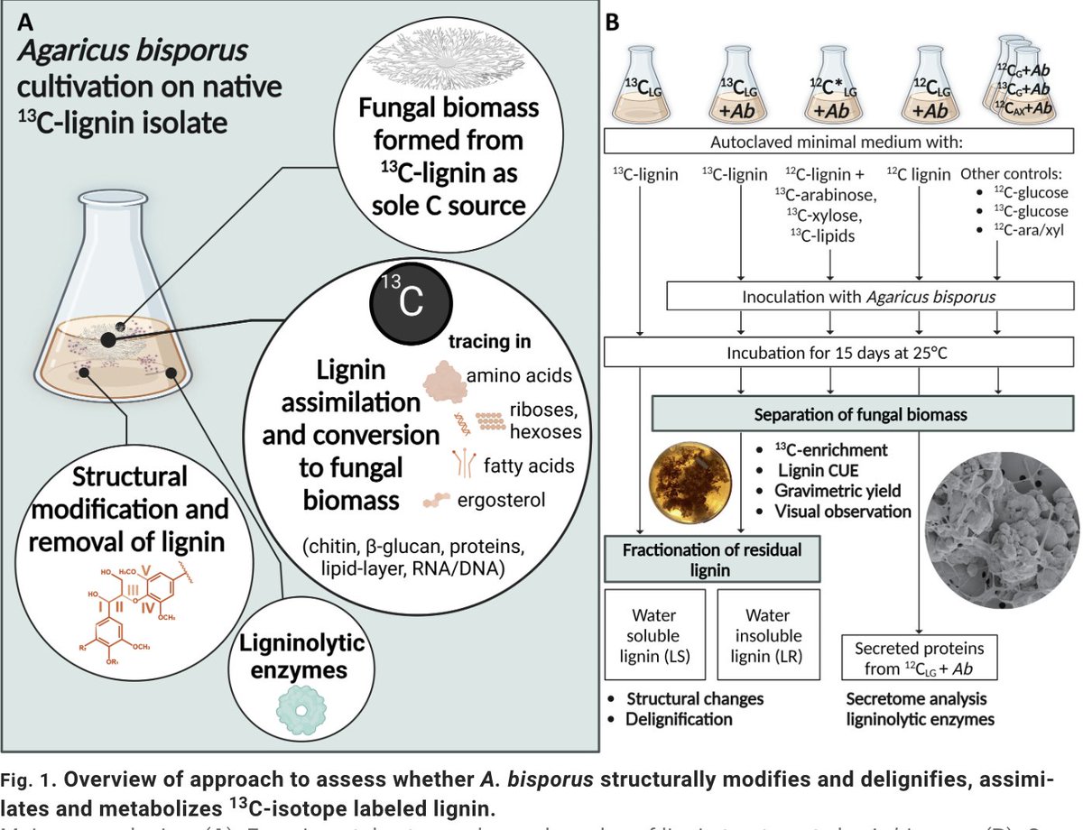 From 13C-lignin to 13C-mycelium: Agaricus bisporus uses polymeric lignin as a carbon source 'Agaricus bisporus, the world’s most consumed mushroom, secreted enzymes, depolymerized, and removed lignin to assimilate and metabolize lignin as Carbon source' science.org/doi/10.1126/sc…