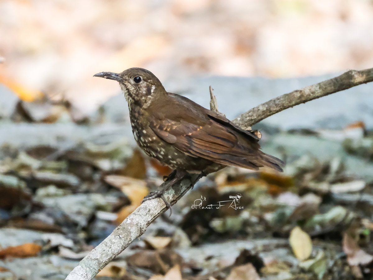 The dark-sided thrush is a species of bird in the thrush family Turdidae. It's also known as the lesser brown thrush.
A #lifer frm #Sattal
#BBCWildlifePOTD #natgeoindia #ThePhotoHour #BirdsOfTwitter #ornithology #birdphotography #wildlifephotography #cornellbirds #BirdsSeenIn2024