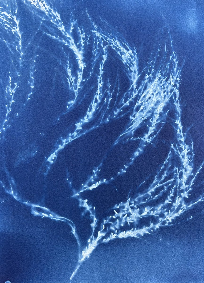 Had an opportunity to celebrate Earth Day early by attending a seaweed cyanotype workshop. Mine are no masterpiece but they are my favorite shade of Indigo & it was so much fun💙

#RM_Indigo
#SustainableArt
#HappyEarthDay