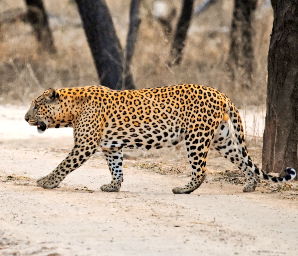 𝘼𝙡𝙡 𝙜𝙤𝙤𝙙 𝙩𝙝𝙞𝙣𝙜𝙨 𝙖𝙧𝙚 𝙬𝙞𝙡𝙙 𝙖𝙣𝙙 𝙛𝙧𝙚𝙚 🐾 🐆

#Leopard #Panther #Tiger #Lion #BigCats #PantheraTrails #jhalanaforest #Jhalana #amagarh #ranthambore #jaipur #rajasthanwildlife #ThePhotoHour #TwitterBirds #Rajasthan #wildlifeindia  #Sariska #Nahargarh