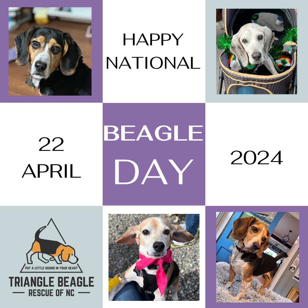Happy National #Beagle Day!