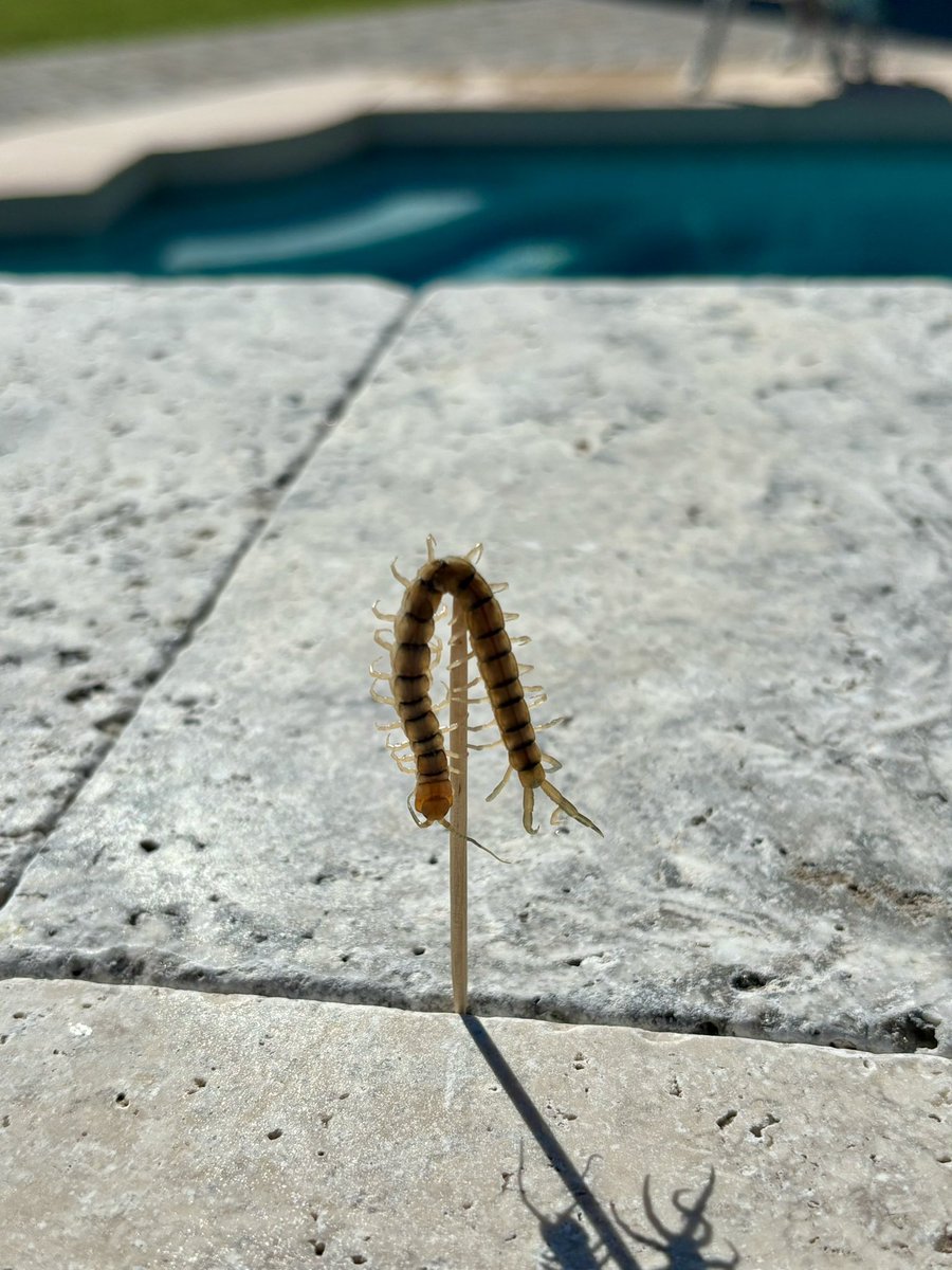 When I find dead critters in the pool, I post them up as an offering to the birds