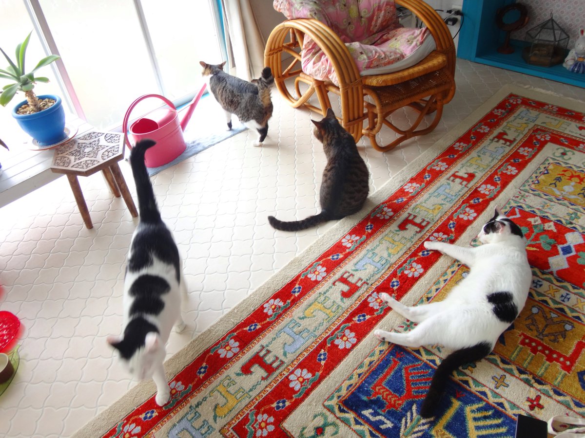 お昼まちゴロゴロ時間ですにゃ🍀
#猫のいる暮らし #猫好きさんと繋がりたい #キジトラ
#白黒猫 #キジ白