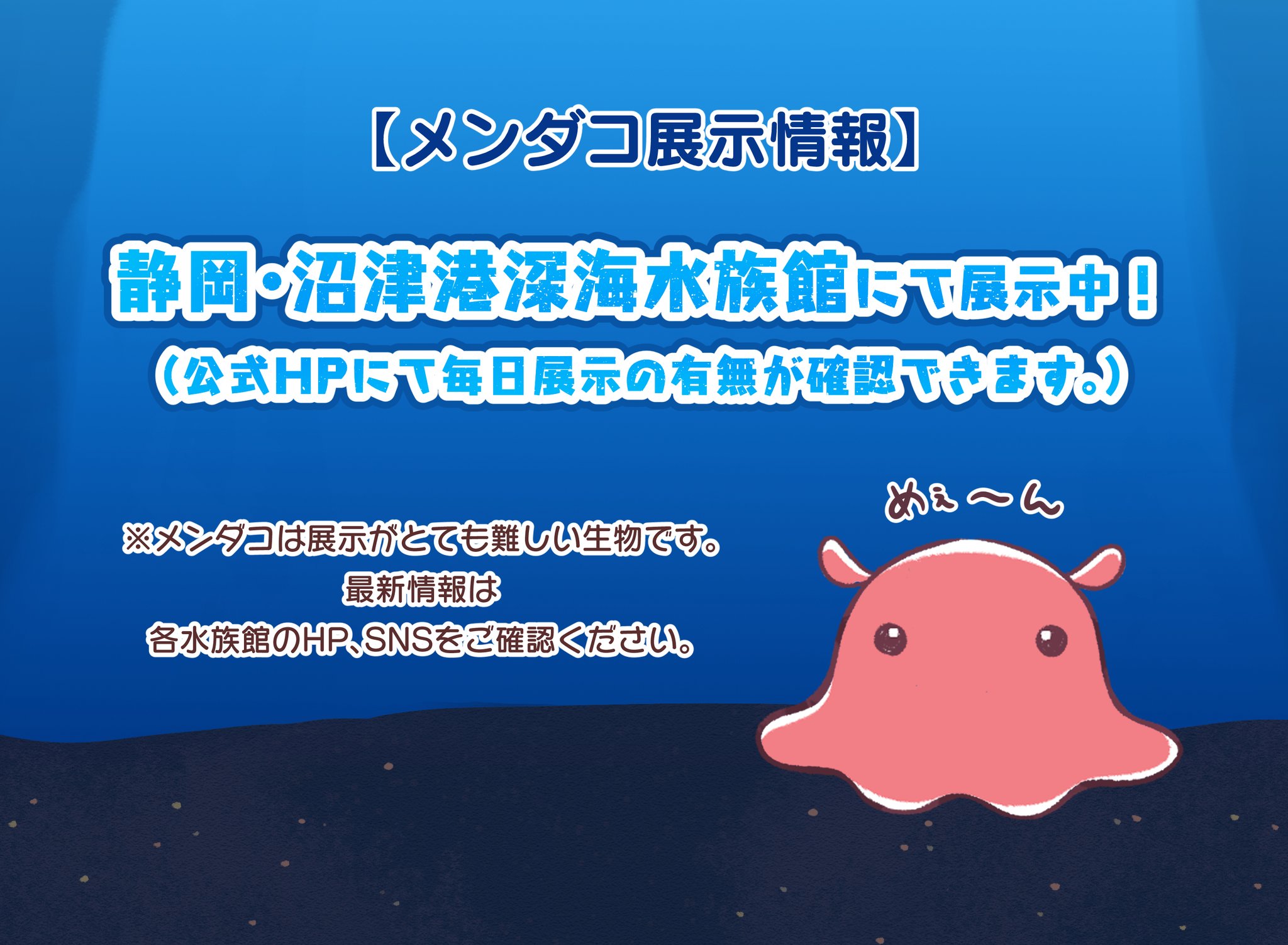 メンダコ!ページです。 メンダコのめんめん on X: 