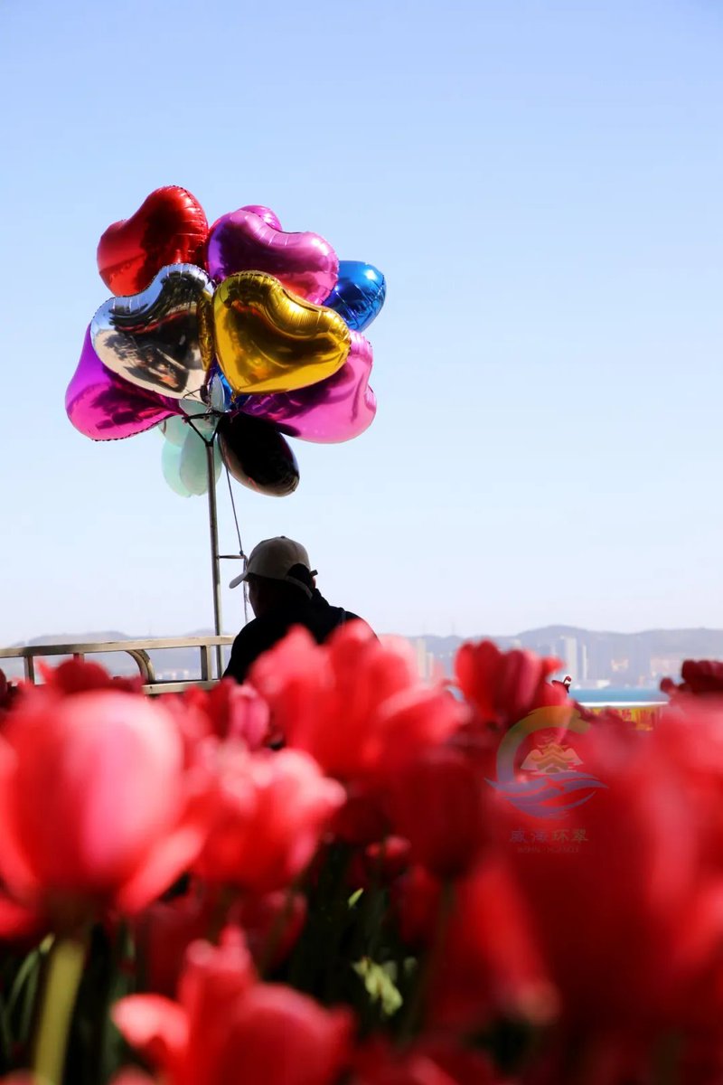 April in Weihai is colorful and full of flowers, let's rush to the sea of tulips and encounter the most romantic spring.