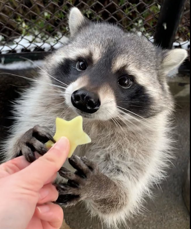 Raccoons Hourly (@raccoonhourly) on Twitter photo 2024-04-22 02:30:05