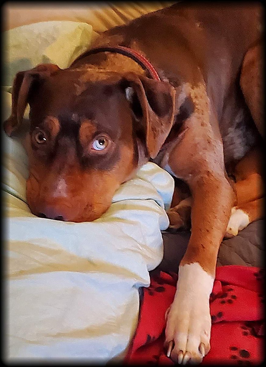 My baby girl. Little Miss Mocha. 
#Catahoula  #catahoulaleoparddog #catahoulasofinstagram  #CatahoulaHogDog #CatahoulaParish #dogs #Wisconsin