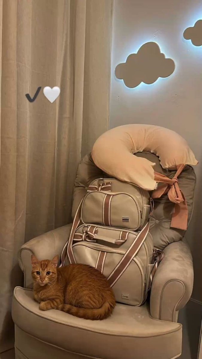 Todo listo, incluso el gato del vecino 😂