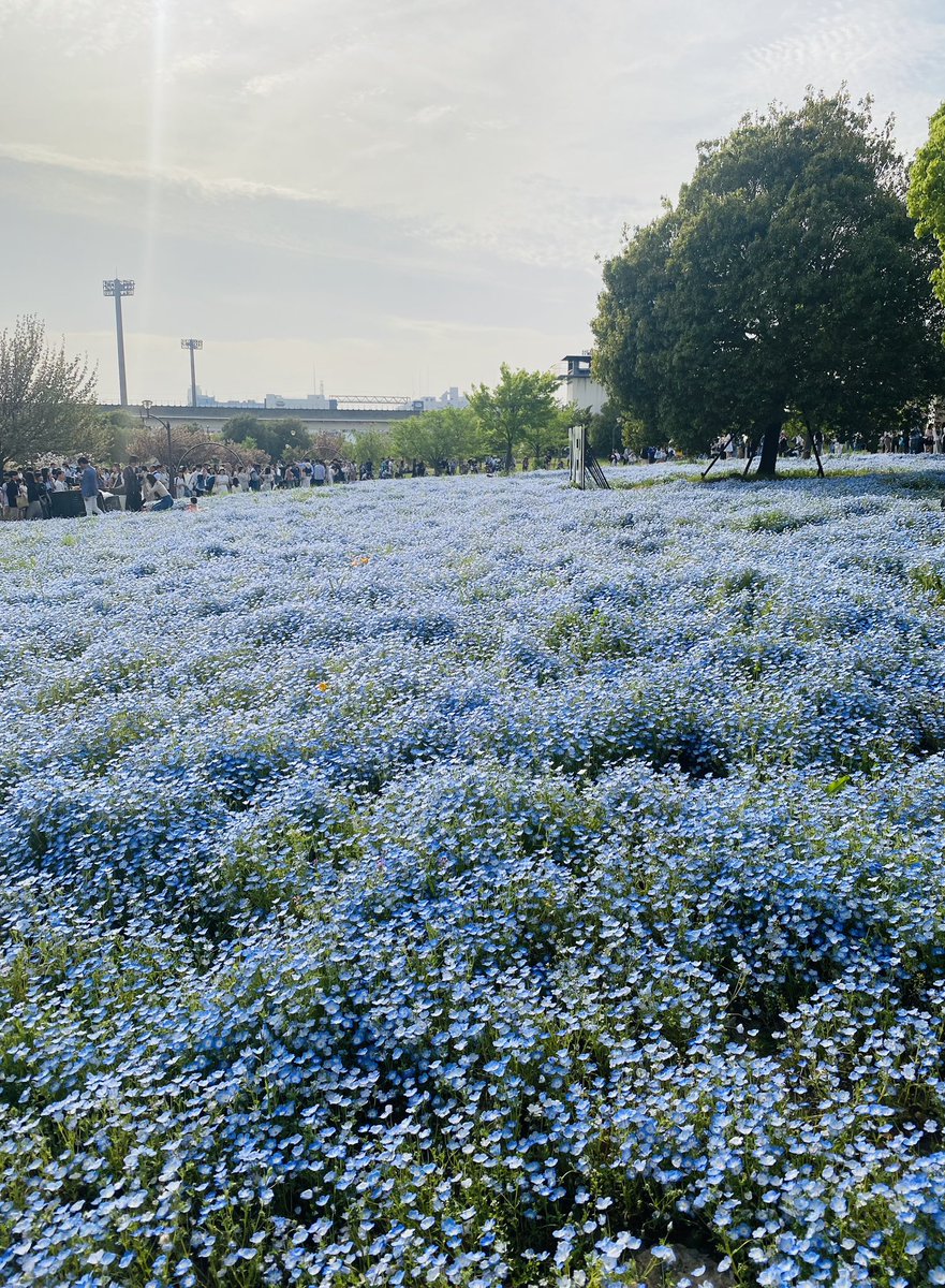 If you can’t make it to Hitachi seaside Park to see nemophila  Toneri park in adachi is a perfect destination. 
The massive grounds, the lake and the seasonal flowers make it a perfect place to spend a day just walking, or picnicking.