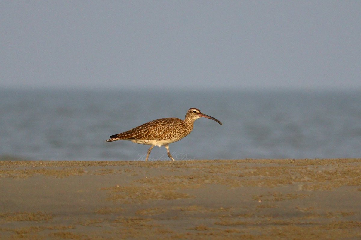 Eurasian whimbrel in the beachwalk #birds
#IndiAves #birdwatching #BirdTwitter #ThePhotoHour #BirdsSeenIn2024 #NatgeoIndia #beachlife #Nature