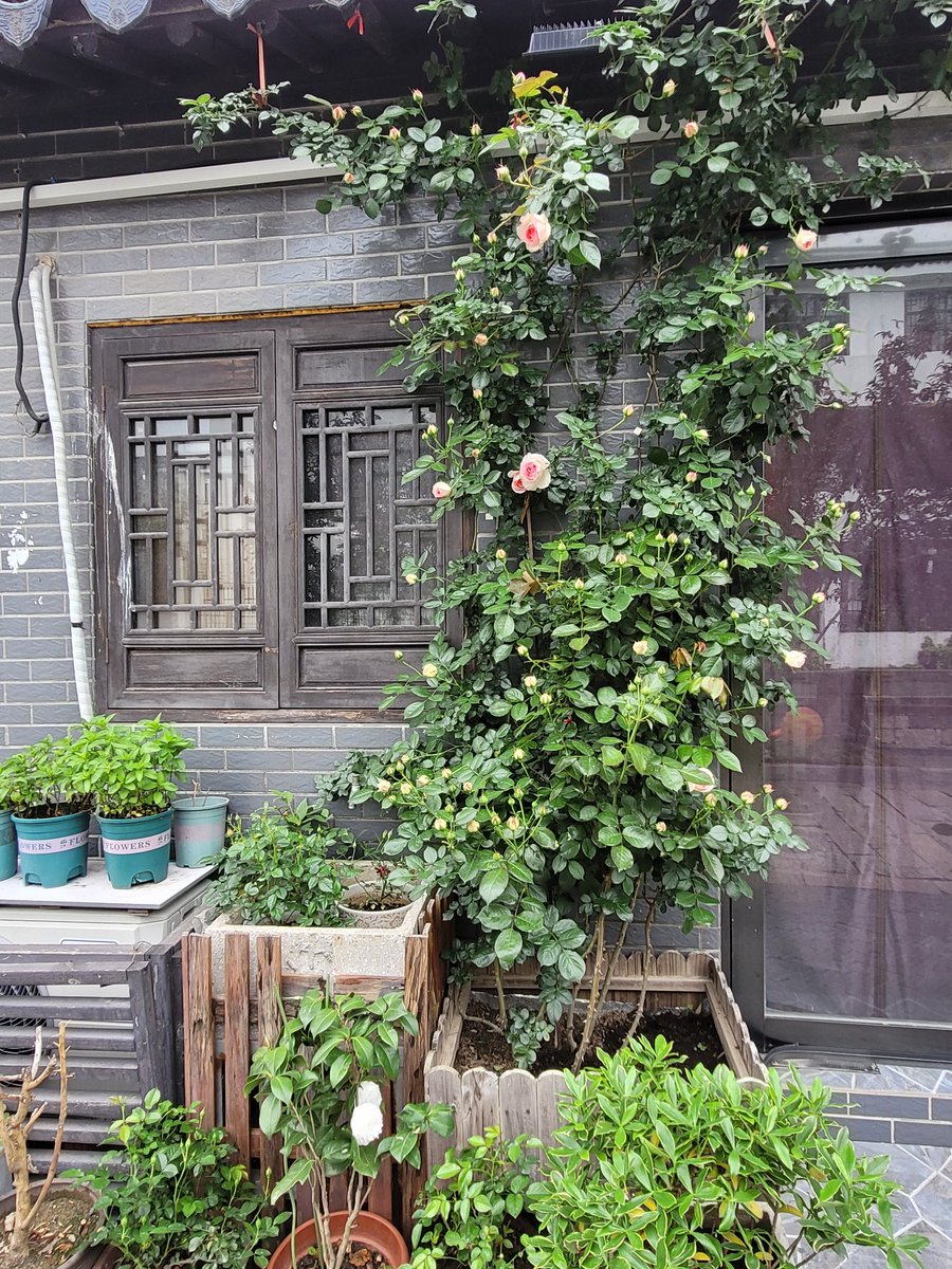 elena_siberia's tweet photo. Гуляю #китай #сучжоу #гусу #Suzhou #gusy #china https://t.co/mLepX1SuJq