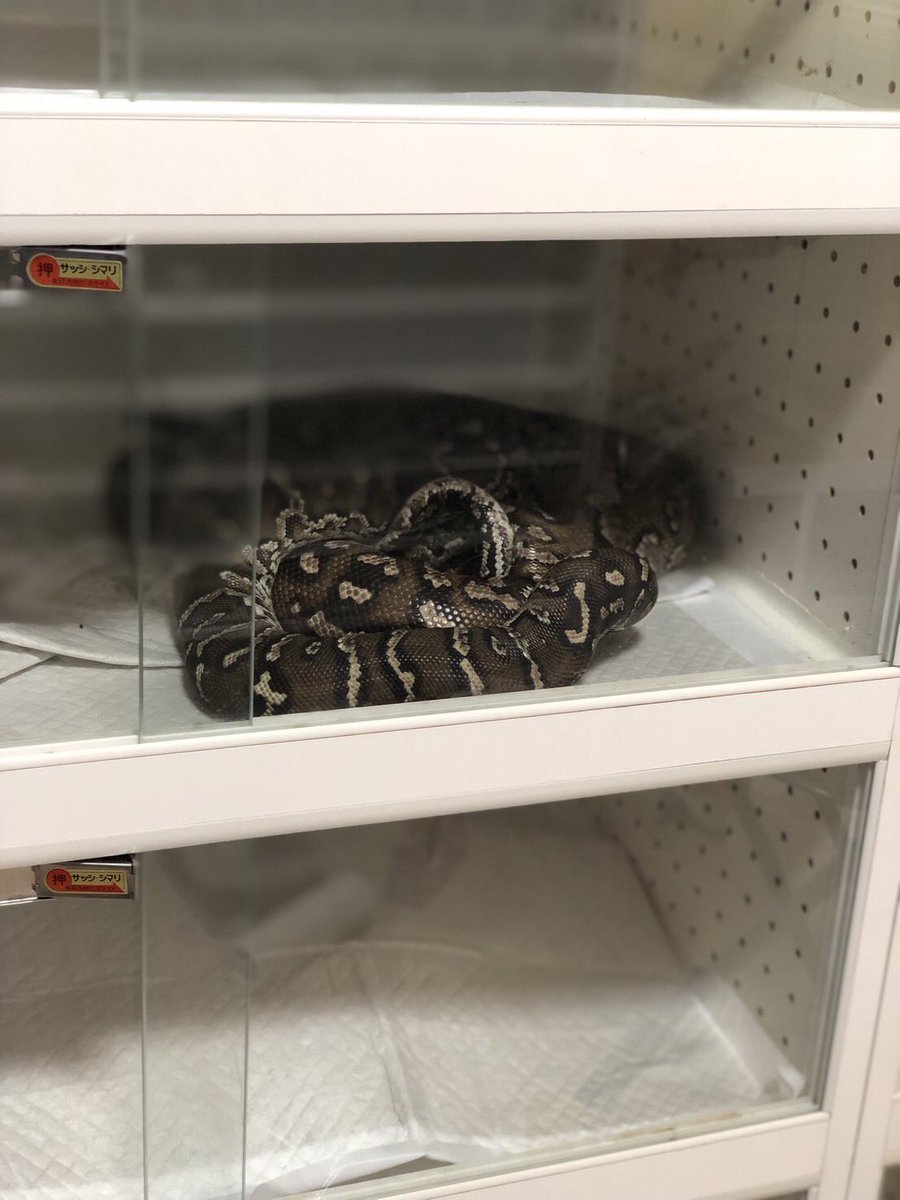 カリスマ♪♪ tweet media