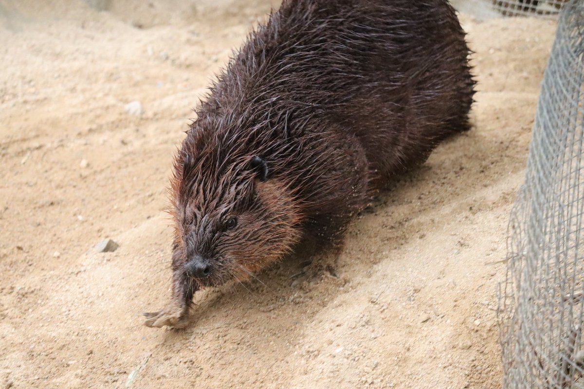 石を運んだり、ビバドーザーしたりしてた

 #ビーバー #ヨーロッパビーバー
 #ソウル大公園