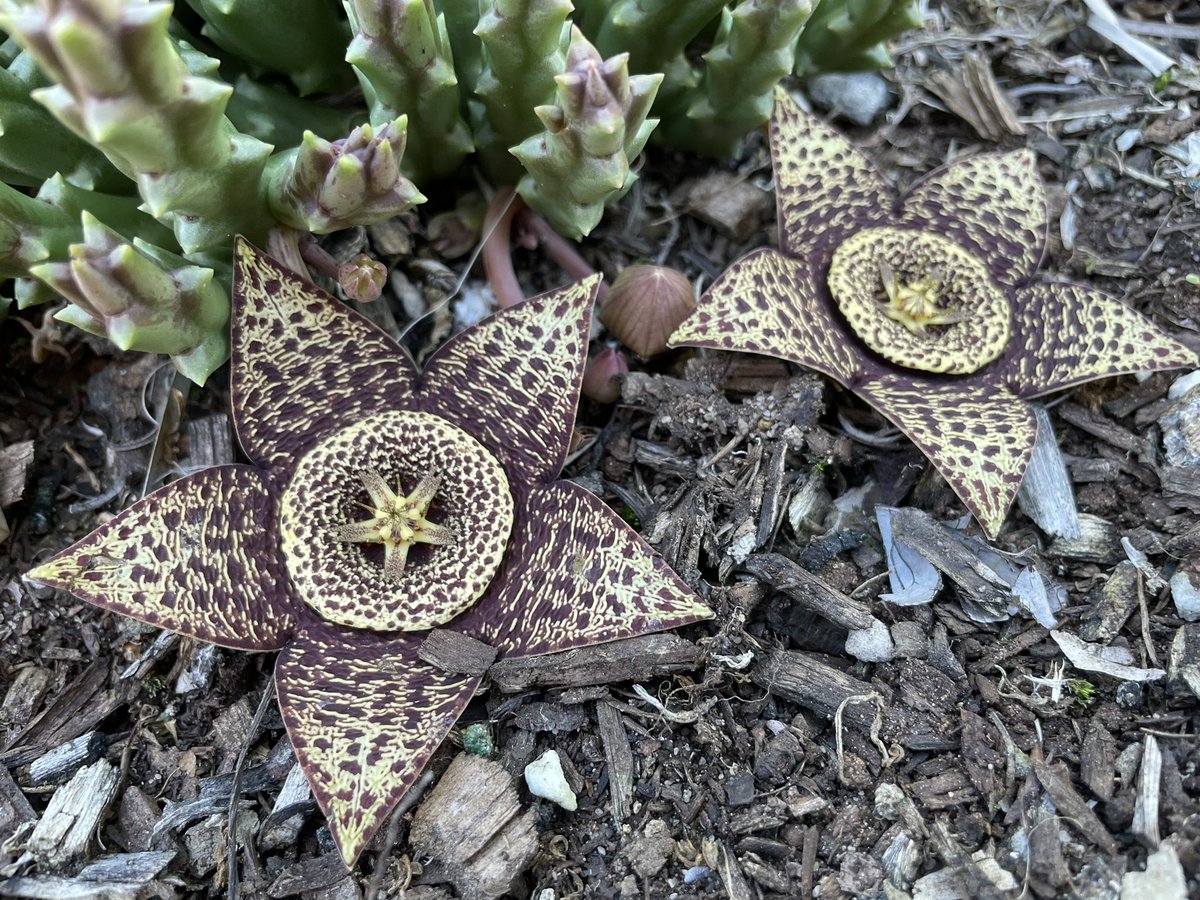 I love accidentally finding weird arse plants flowering 🤪
I was weeding around this Stapelia orbea and noticed its flowers 🤯 #warrnamboolbotanicgardens #depotgarden #andyesmeweeding