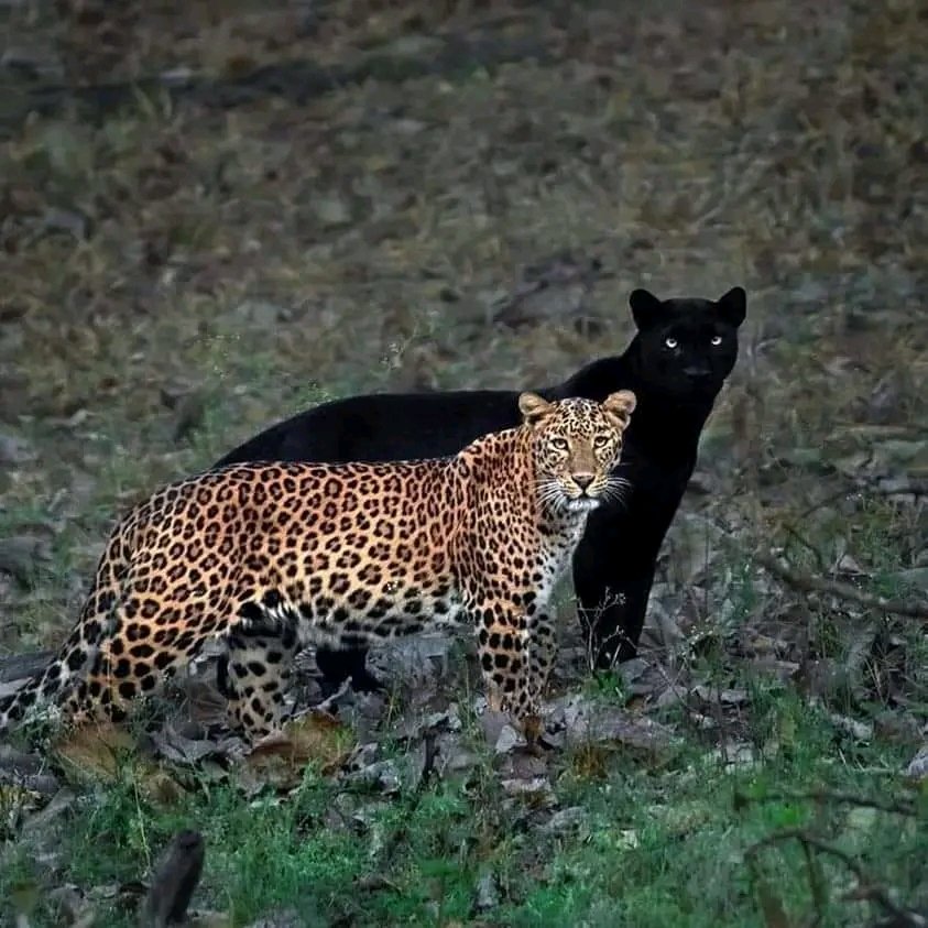 India-based wildlife photographer Mithun H captured the pair in the perfect position, as if the panther is the leopard's shadow. The pair are a couple, which Mithun named 'The Eternal Couple.' He waited for six days in the same spot to capture the moment. Mithun H was shooting in
