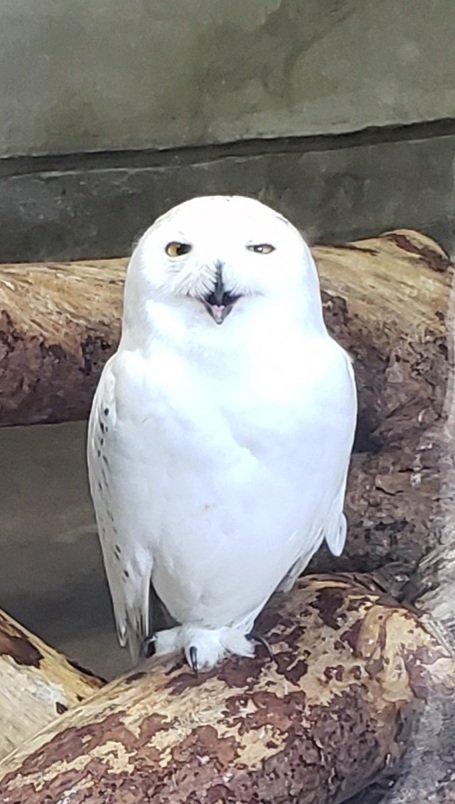 AkikoY🦀traveling飯炊き女 tweet media