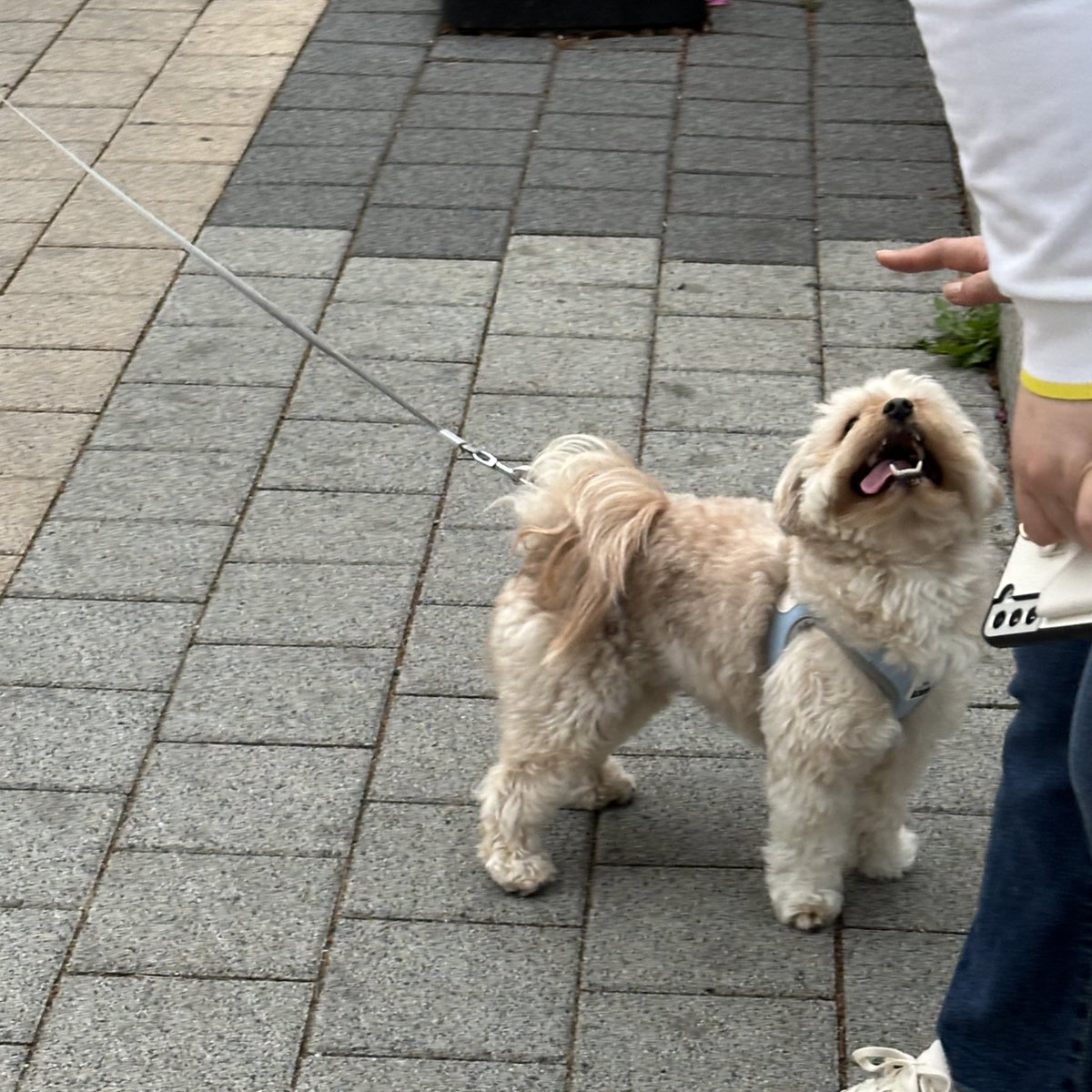 kiong_dendron's tweet photo. 산책하는 길에 만난 강아지
저 댕댕쓰 표정보고 마음이 와랄라ㅏㄹ라 녹아버림 https://t.co/h4eR1uHA1k