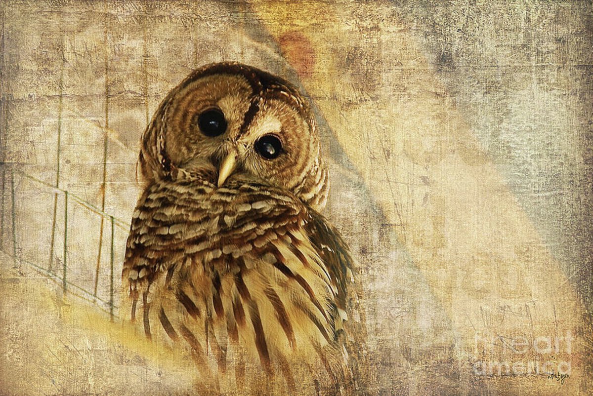 Sending out thanks to my 4/21 #FineArtAmerica client from Poland, OH for their purchase of a 24' x 16' framed and matted print of 'Barred Owl.' lois-bryan.pixels.com/featured/barre…
#art #giftideas #owls #cute #birds #wildlife #photography #NotAi #LoisBryan #BuyIntoArt #AYearForArt
