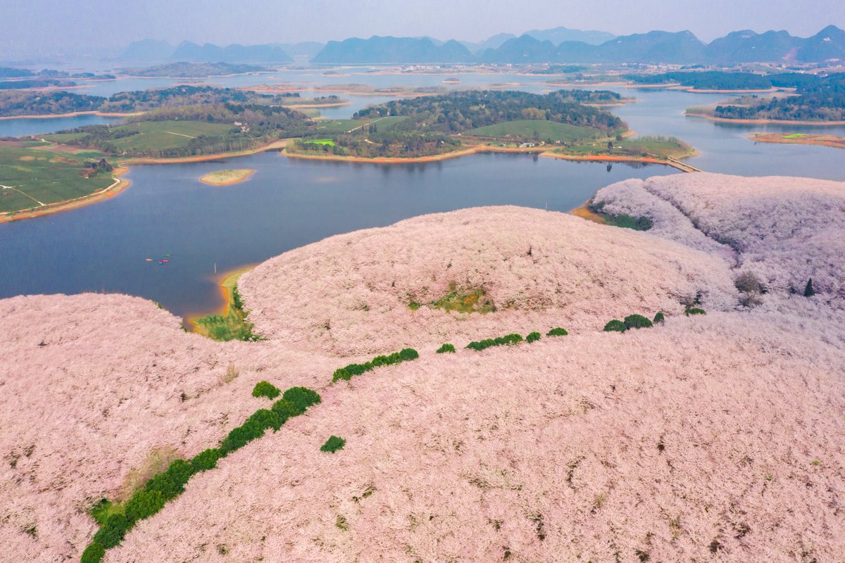 One other place in Guizhou where I haven't been but where I would very much like to go next time I visit the province is a place that I'm pretty much certain no-one outside China has ever heard of called Pingba (平坝樱花): the world's largest gathering of cherry blossoming trees: