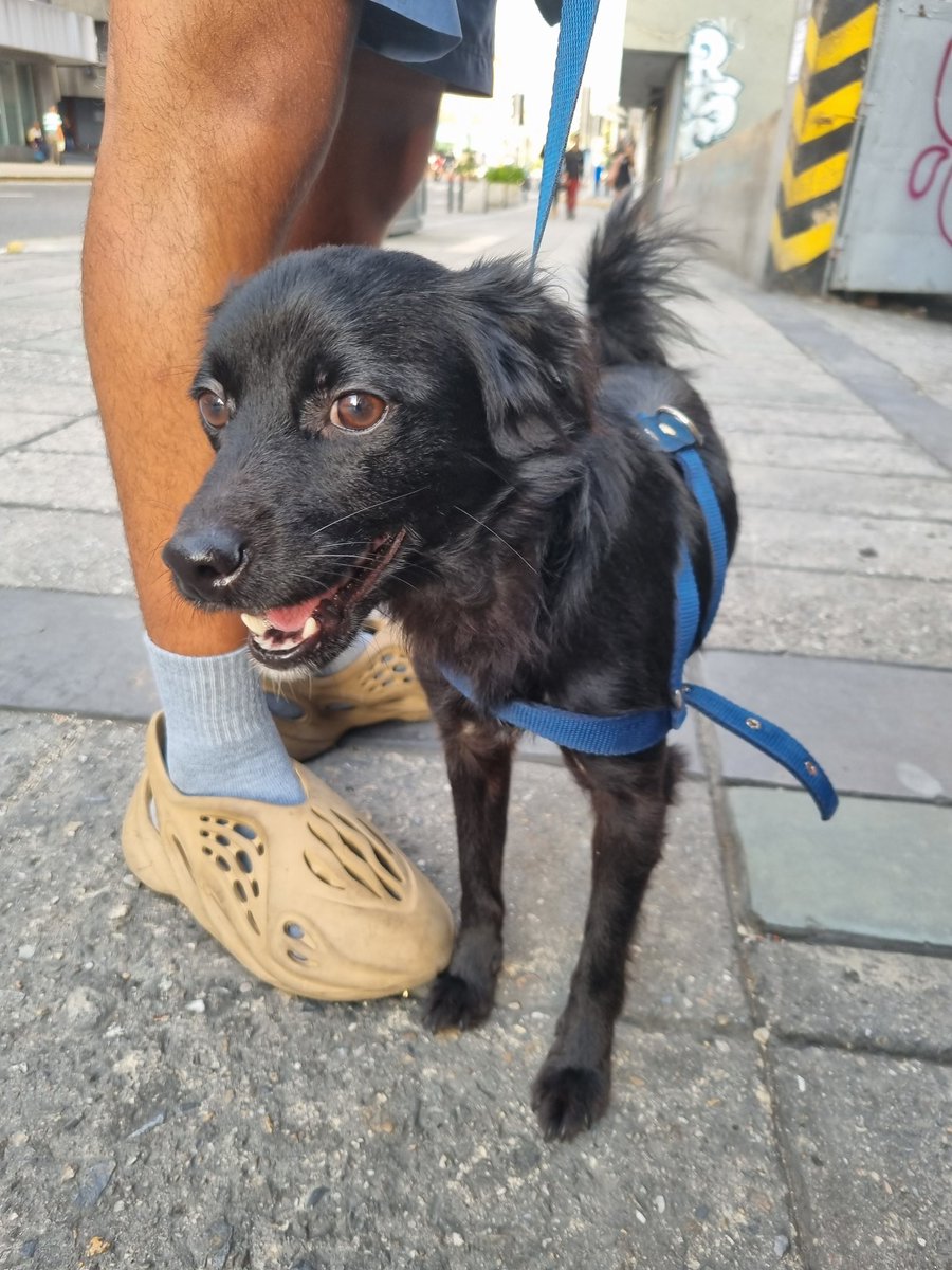 La adopción SIEMPRE debe ser responsable RP @EECI671: Me regresaron a negro, atención amigos d la X, necesito me ayuden a difundir, esta en adopción, Caracas 0412-7115407 0424-2220871, La Candelaria. Tener claro que adoptar un perrito requiere atención, gracias de antemano