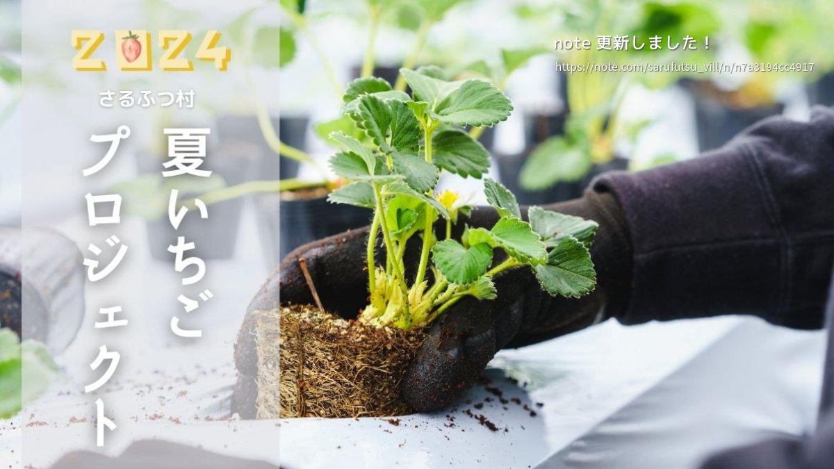 KSarufutsu's tweet photo. 夏プロのnote更新しました！
��いにこの日を迎えることになりました。
2024年栽培用、いちご苗の定植の様子です！！

https://t.co/7vtKHGMVXx

#さるふつLIFE https://t.co/jDvYC2ekUj