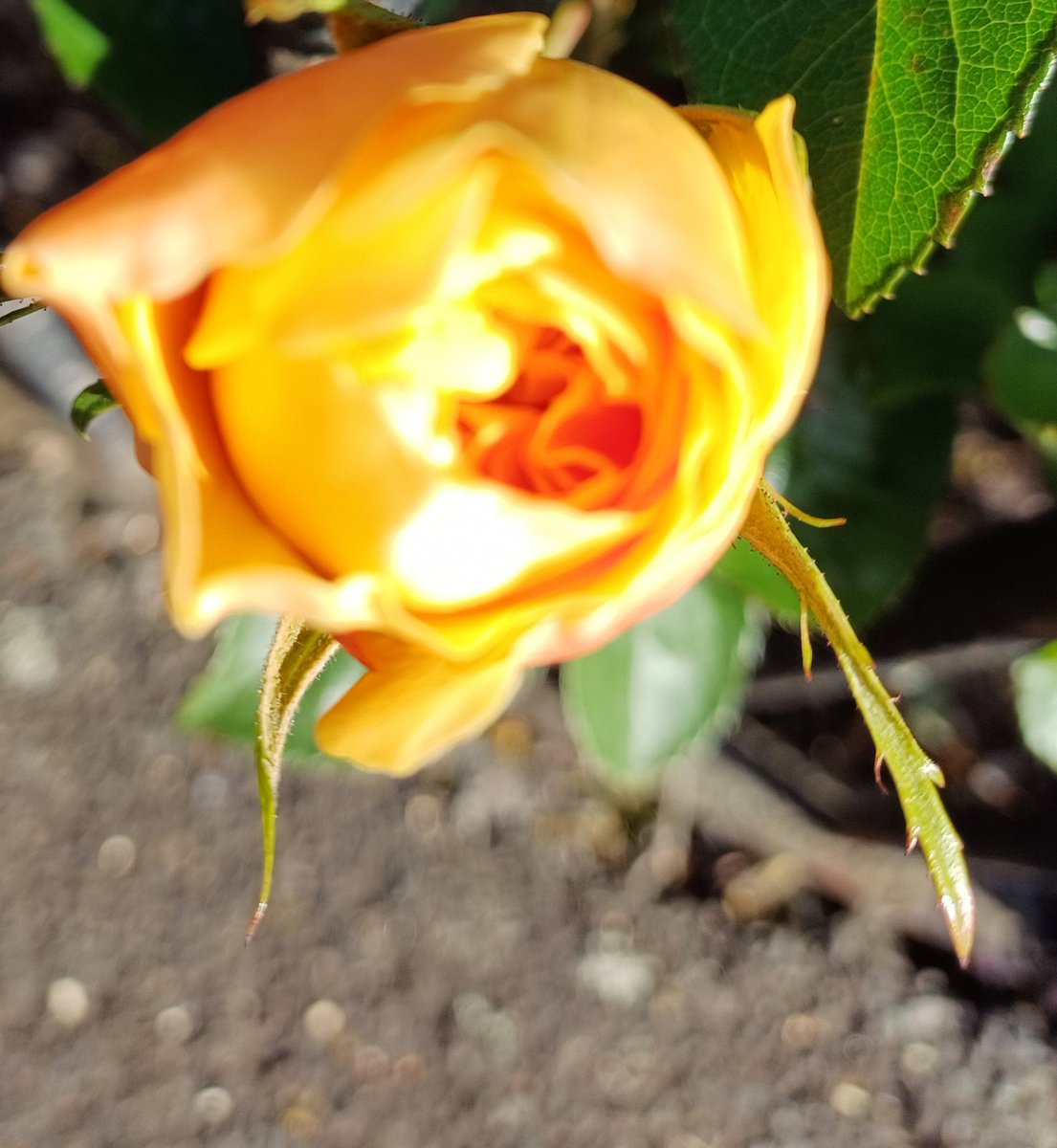 Save the Planet Group (@garlitreorne) on Twitter photo Happy EARTH DAY!
Plant a Tree
Bloom a Rose
Walk in Nature
To see how it Grows β€οΈ
#EarthDay2024
<a href="/GothikaBlaine/">Gothika Blaine ξ¨π β³</a> <a href="/Grimnien/">Grimnien ξ¨π β³</a> <a href="/NBPTROCKS/">Alex Hale π</a> <a href="/julie_dutto/">Julie Dutto</a>
<a href="/AndreaTEdwards/">Andrea T Edwards, CSP</a> <a href="/Olivergill4B/">Oliver.Gill</a> <a href="/LavaErupted/">πEffies' Lava Boils@Resist effie</a> Happy EARTH DAY!
Plant a Tree
Bloom a Rose
Walk in Nature
To see how it Grows β€οΈ
#EarthDay2024
<a href="/GothikaBlaine/">Gothika Blaine ξ¨π β³</a> <a href="/Grimnien/">Grimnien ξ¨π β³</a> <a href="/NBPTROCKS/">Alex Hale π</a> <a href="/julie_dutto/">Julie Dutto</a>
<a href="/AndreaTEdwards/">Andrea T Edwards, CSP</a> <a href="/Olivergill4B/">Oliver.Gill</a> <a href="/LavaErupted/">πEffies' Lava Boils@Resist effie</a>