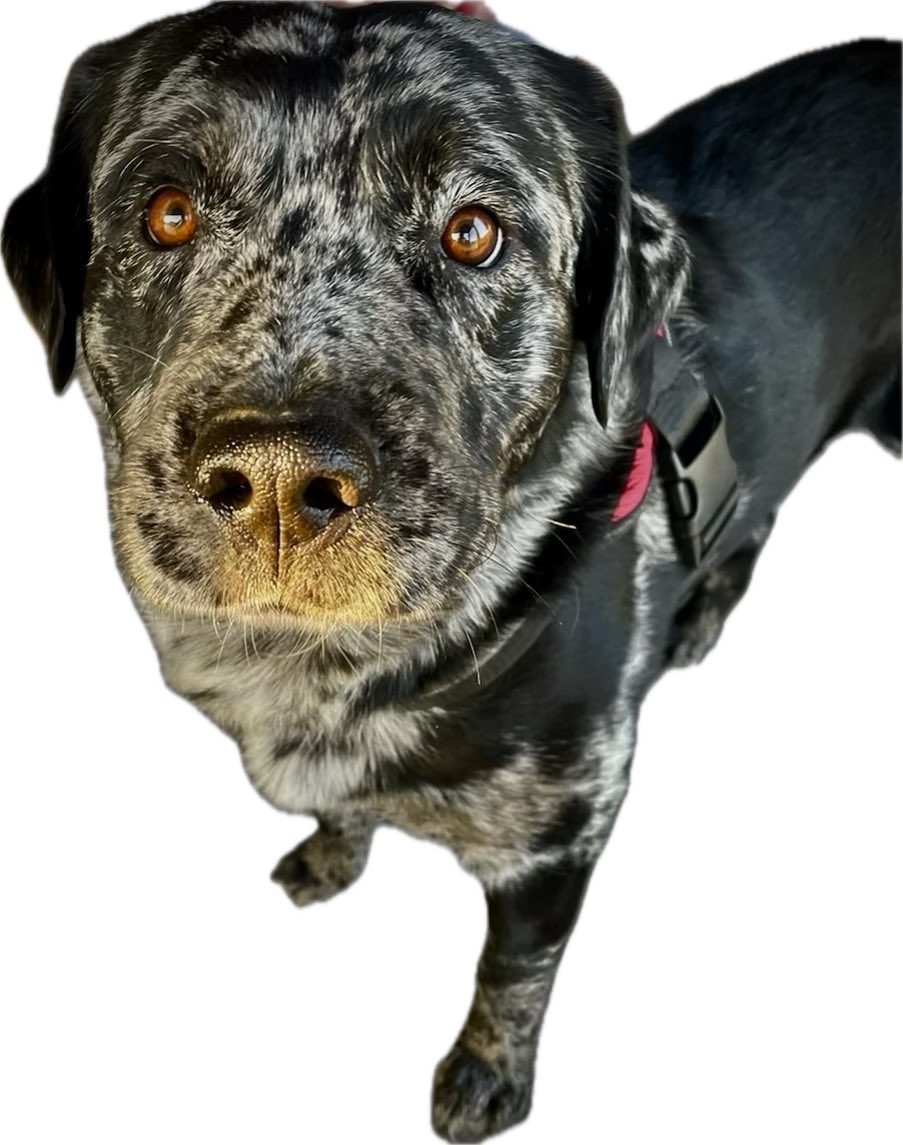 Say Hello to Charlie the Catahoula Leopard dog!!