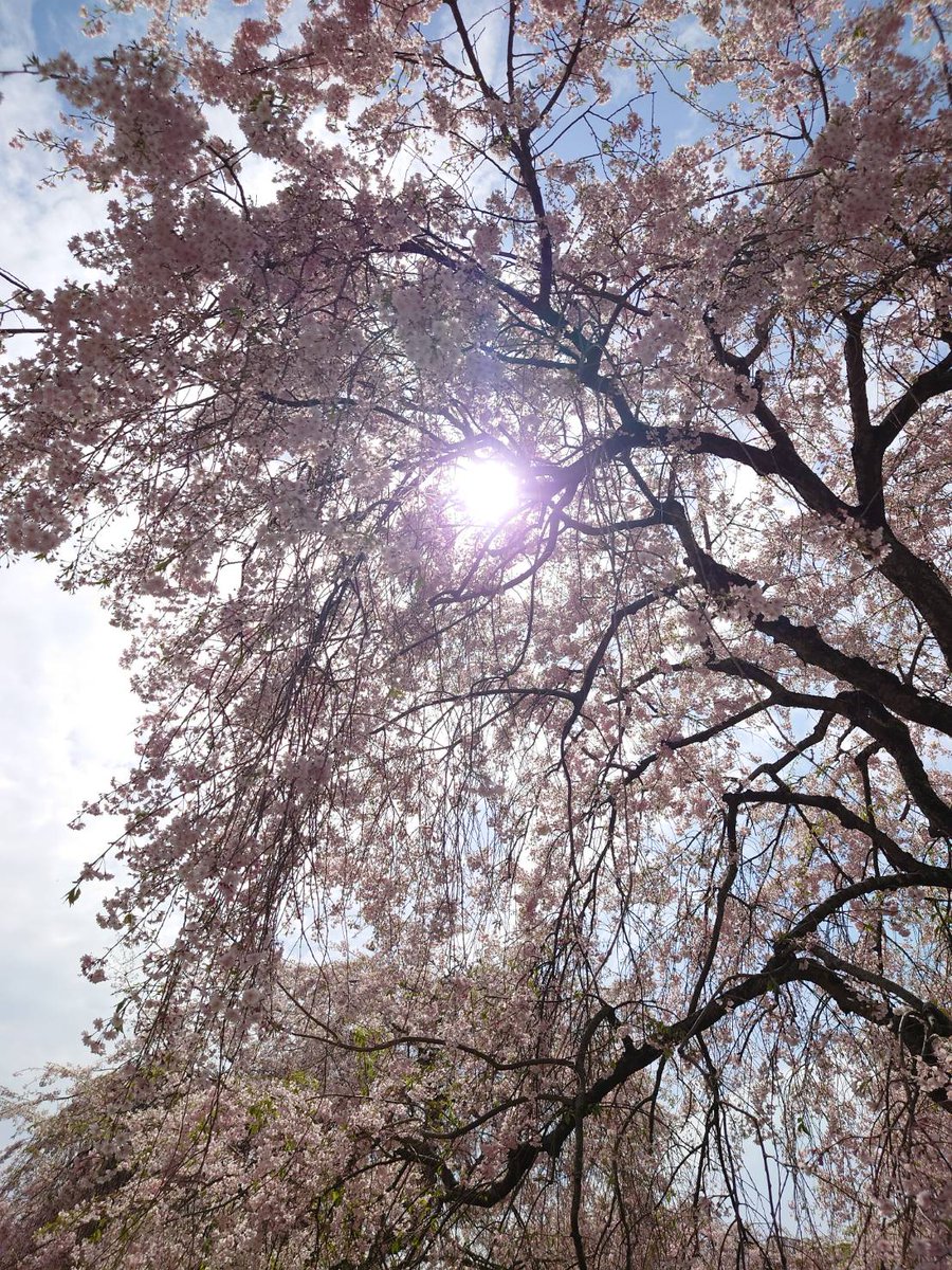 午前中のあわただしさも少し落ち着いた昼下がり
昨日は遅咲きの桜を見てきました
天気も良くて気持ちよかった＾＾
午後からもがんばりましょう！