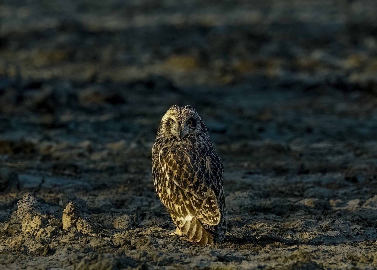 “Twilight sentinel: the short-eared owl keeps watch over its domain.” #TwitterNatureCommunity #IndiAves #NaturePhotography #BBCWildlifePOTD #NatureBeauty #BirdsOfTwitter #Birds2024