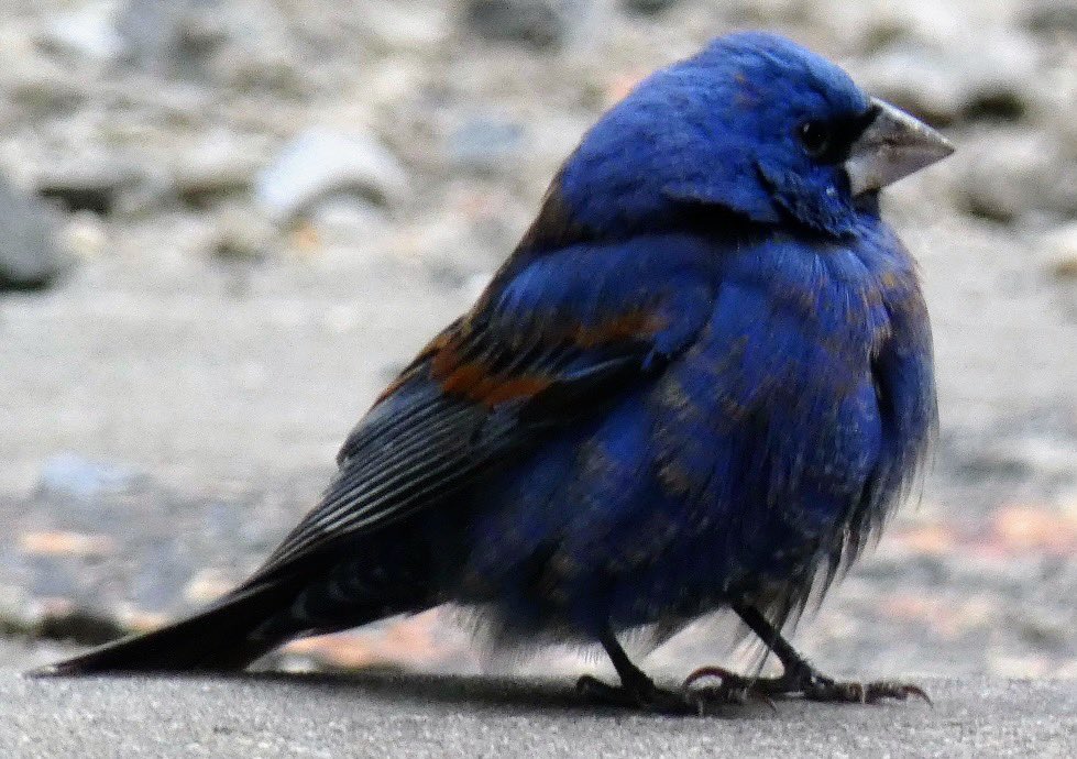 Sunday on the lower east side with a striking blue grosbeak. Worth the trip. #BirdTwitter #wildlifephotography #BirdsSeenIn2024 #birdcpp #birdcpnyc #biodivercity #naturephotography #birdphotography