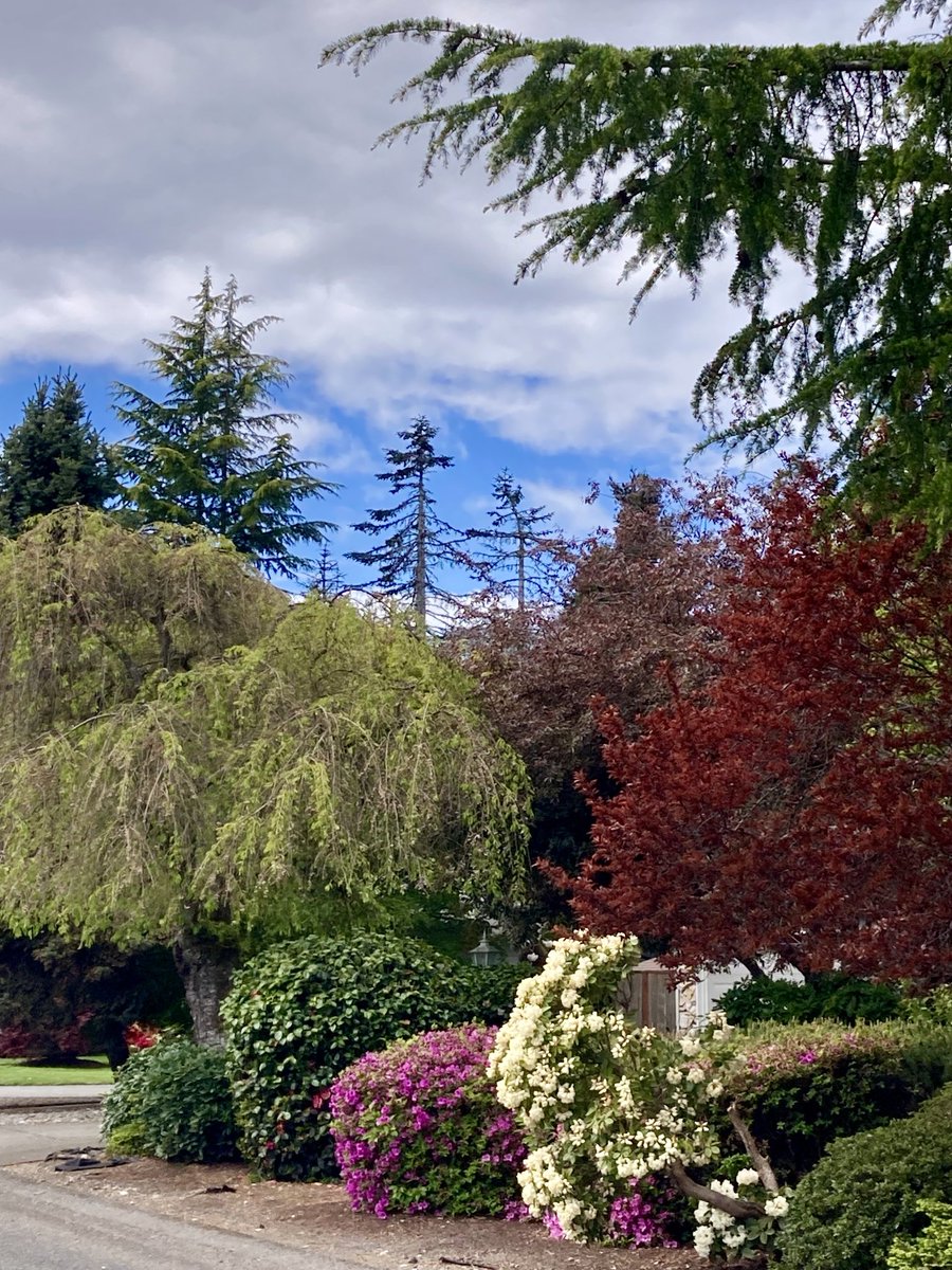 It was a lovely afternoon in my South Sound neighborhood. #pnw #lakewood #walking #getoutside