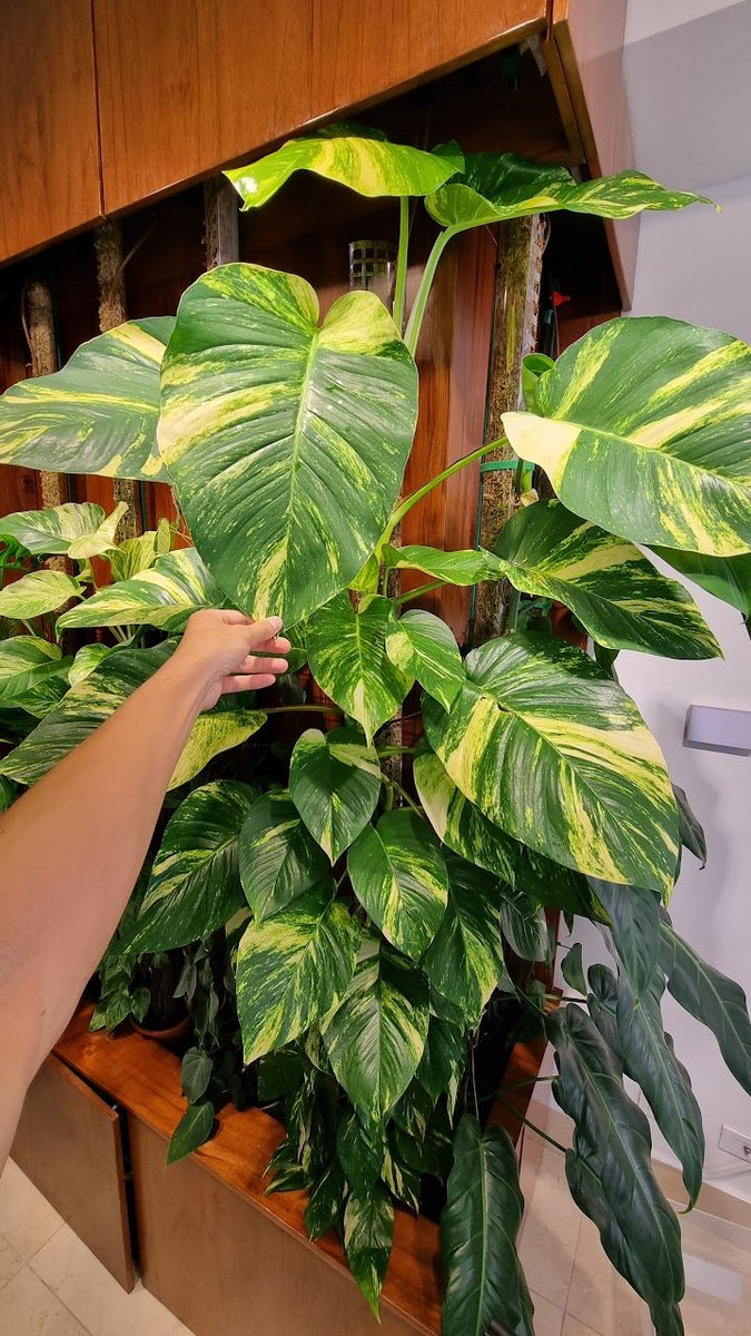 mylesdunphy's tweet photo. @nateliason Next step give it a pole to root into, that bad boy will gain leaf size geometrically. Nothing to stop it getting to >15" leaves. They're very impressive when they get mature. https://t.co/8AzWhRV3E9