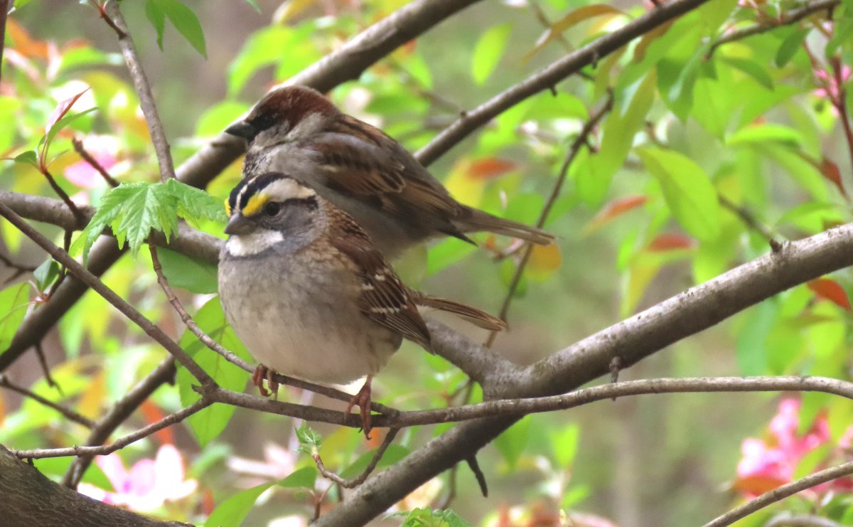 Had a lovely private tour for @AhraMiku23688
and Brendan in Central Park today. They are activists for the autistic community.  
1. Eastern cottontail
2. Yellow-bellied sapsucker 
3. Hermit thrush
4. White-throated sparrow and house sparrow
#birdcpp