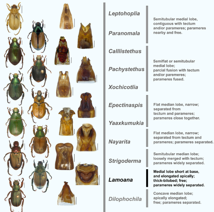 #LiteratureNotice Madrigal et al. Comparative morphology of the genera with perpendicular parameres in Anomalini (#Coleoptera, #Scarabaeidae, #Rutelinae) allows revalidation of the endemic Mexican genus Lamoana doi.org/10.5852/ejt.20… #Beetle #Beetles #Taxonomy #ScarabBeetles