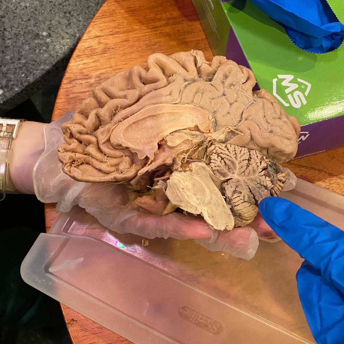 Eva Chebishev🧫🦠🔬 tweet media