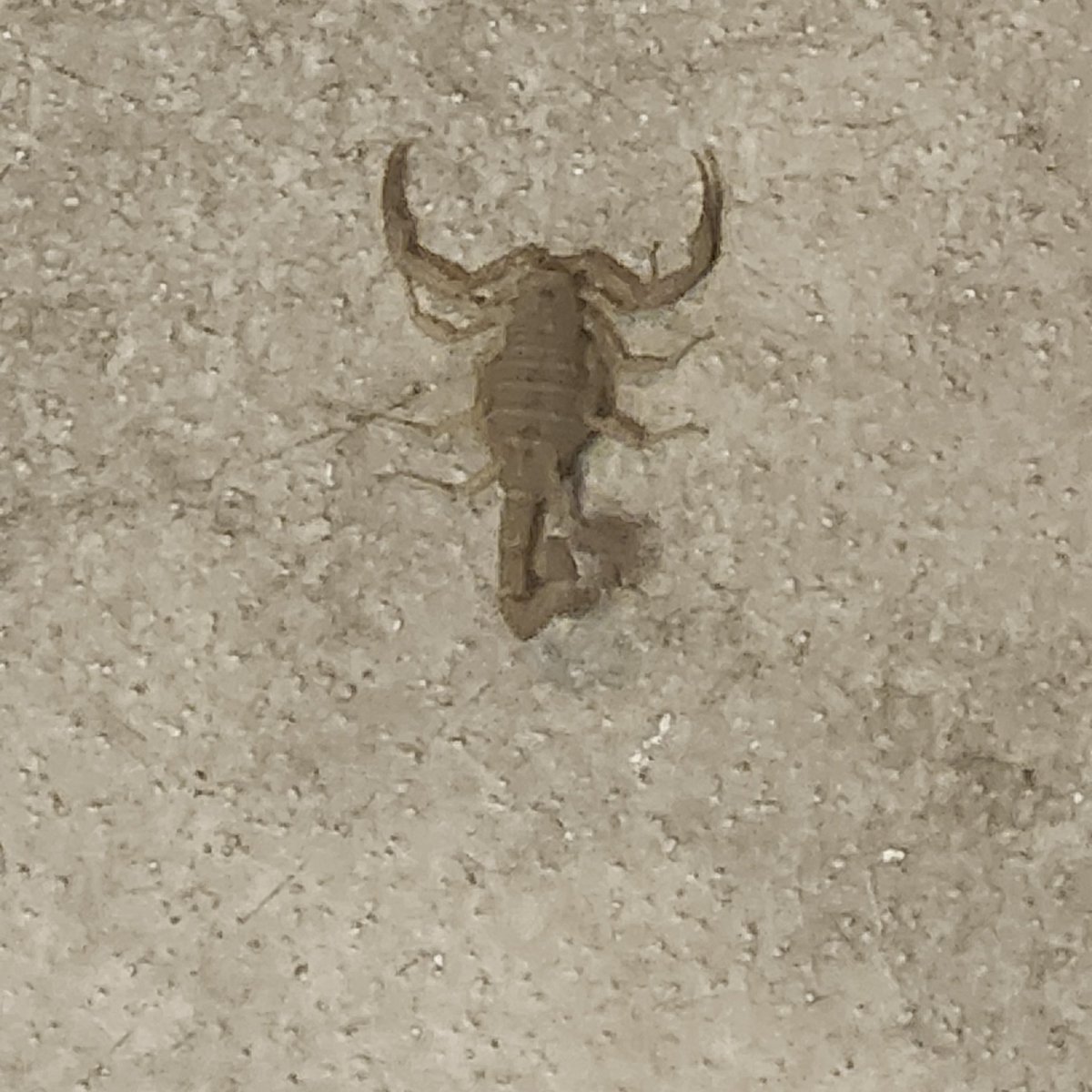 I FINALLY SAW A SCORPION IN REAL LIFE .... THEN I KILLED A SCORPION IN REAL LIFE