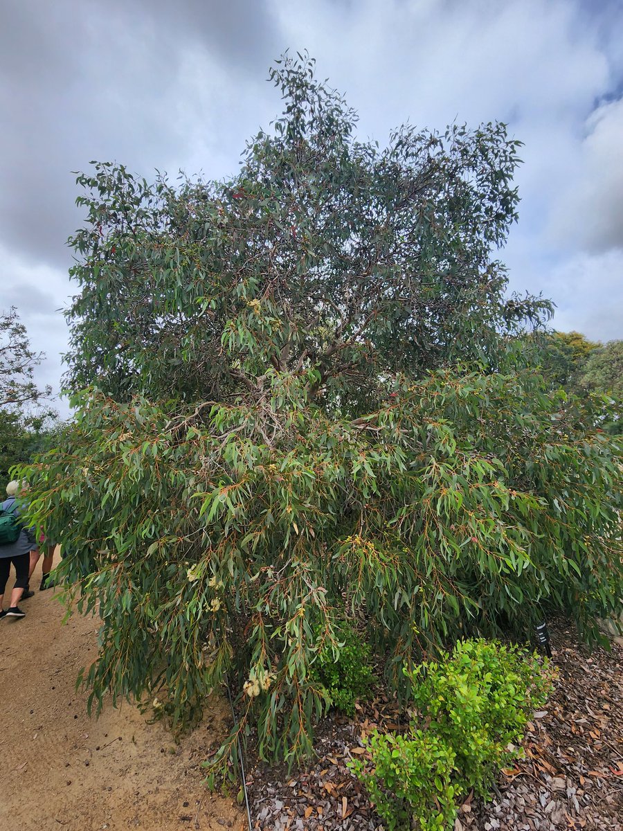 The Cup Gum (Eucalyptus cosmophylla) is a small tree or mallee from South Australia. Learn more: apps.lucidcentral.org/euclid/text/en… #LoveAGum #eucbeaut