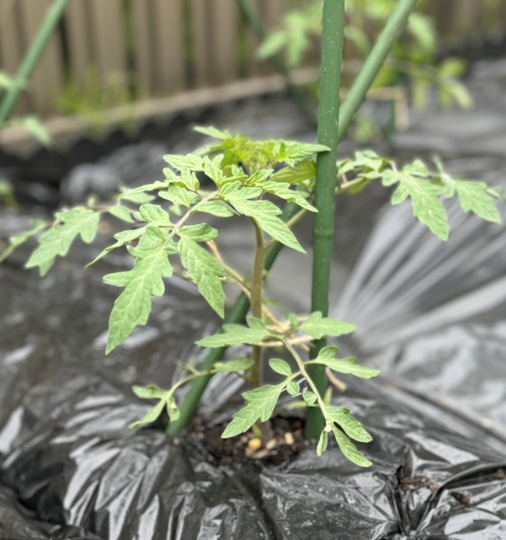 ku_zuYu's tweet photo. 頂きもののトマトの苗と100均のもろこしの芽が出て参りました( ◜ω◝ )
バチボコ風が強い地域なんで支柱も立てました、楽しみですねぇ！

#家庭菜園 https://t.co/dkRQTSeBEi
