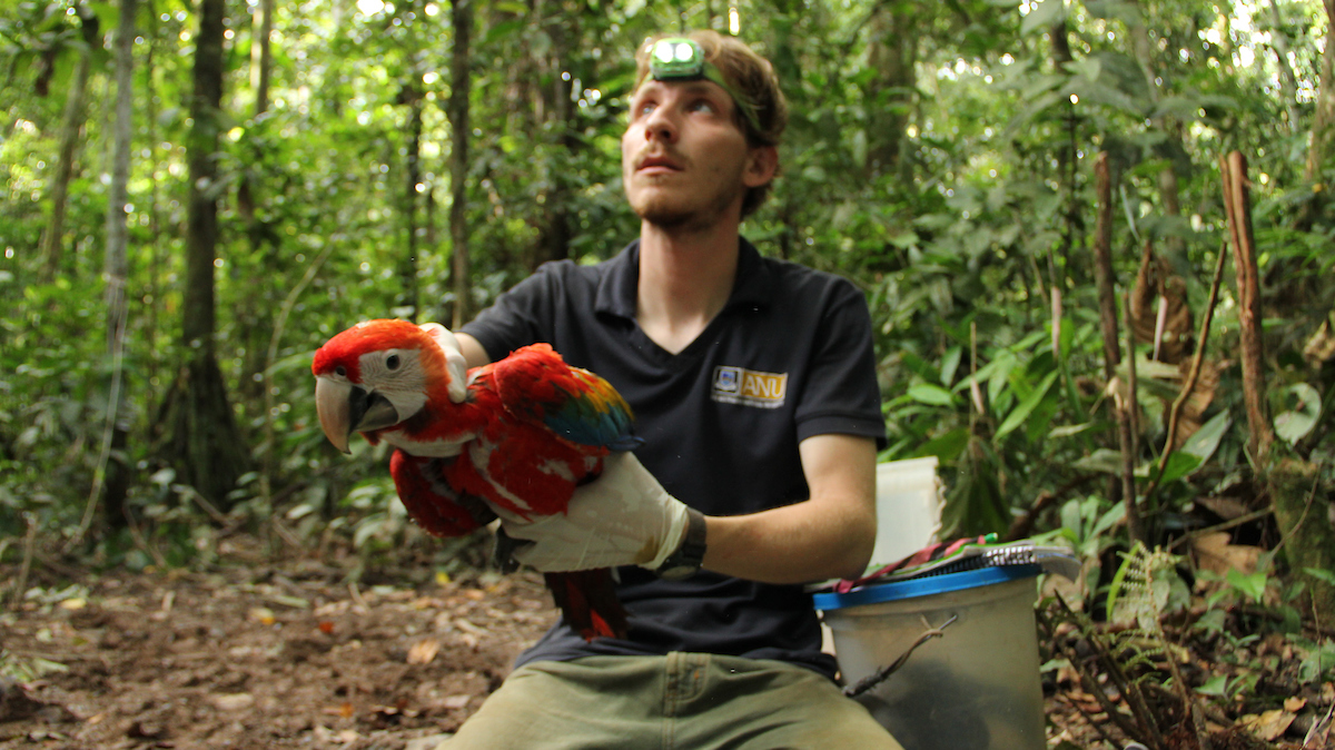 “CSI, but for parrots.” Bringing together criminology and conservation, Dr George Olah @olahgy from @ANUFennerSchool, is creating a forensic genomic toolkit which will help authorities to track illegal trade routes. Read the story: bit.ly/csibutforparro…