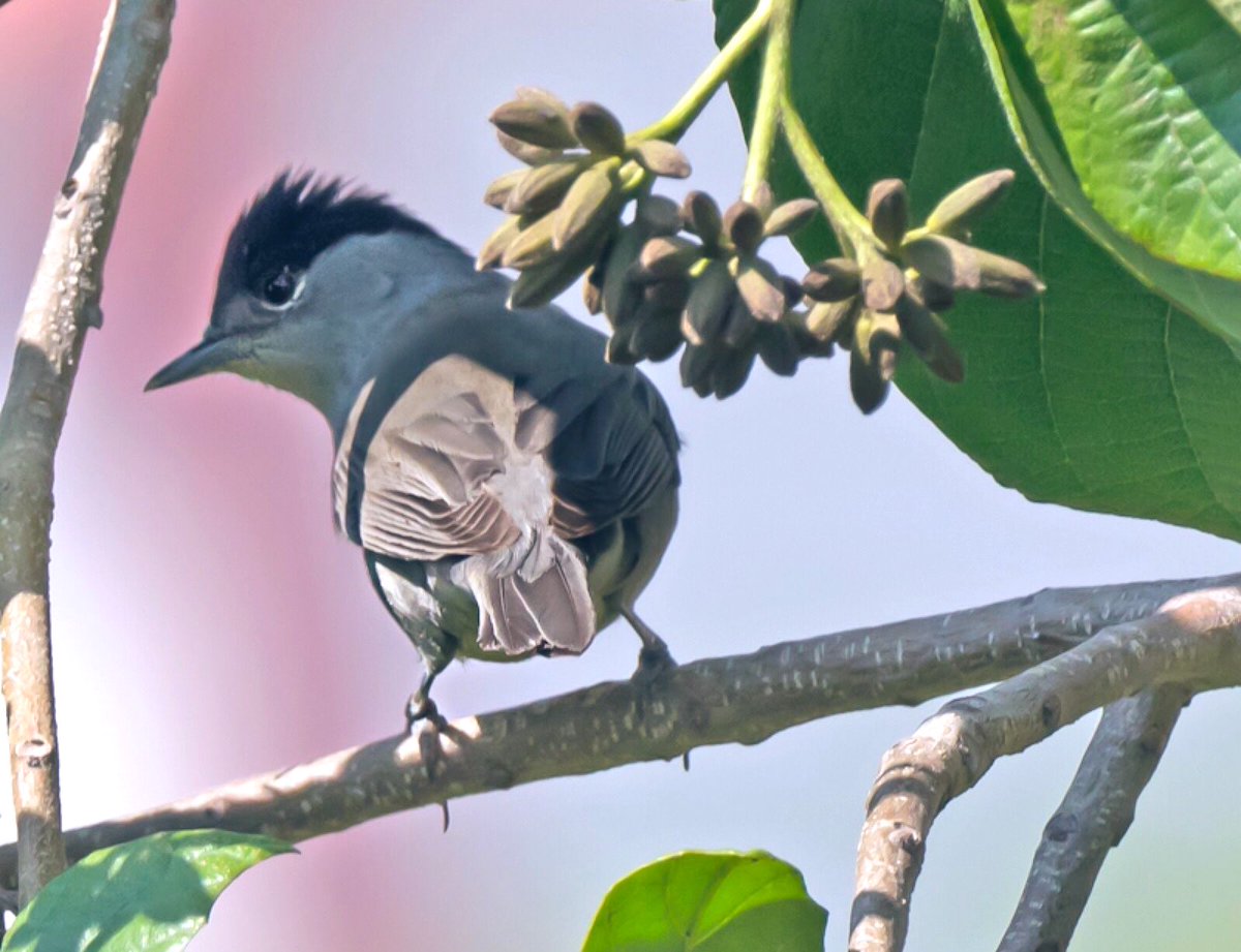 chandanaroy24's tweet photo. Mr and Mrs Robin have left the town, but many new Eurasian and African arrivals like #CommonRedstart, #EurasianBlackcap, #TurkestanShrike, and #CommonWhitethroat continue to add colours to the neighborhood park. #BirdsOfUAE #BirdsSeenIn2024 #BBCWildlifePOTD #birdwatching #Dubai https://t.co/kzo9GvOu1F