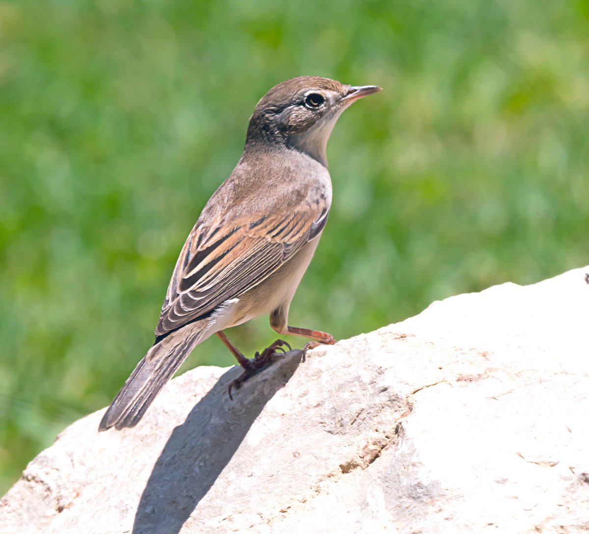 chandanaroy24's tweet photo. Mr and Mrs Robin have left the town, but many new Eurasian and African arrivals like #CommonRedstart, #EurasianBlackcap, #TurkestanShrike, and #CommonWhitethroat continue to add colours to the neighborhood park. #BirdsOfUAE #BirdsSeenIn2024 #BBCWildlifePOTD #birdwatching #Dubai https://t.co/kzo9GvOu1F