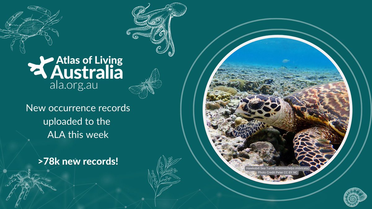 ❤️This week we've uploaded more than 78k records to the ALA including >11k records from the @UniCanberra Wildlife Genetics Database! 🐢 Check out the new records here: 🔗 spr.ly/6015bZxyz #Data #SpeciesOccurrenceRecord #Biodiversity #OpenAccess