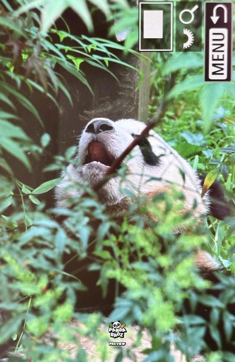 240422
나능 맹슈...!!
#루이바오 #Ruibao #睿宝