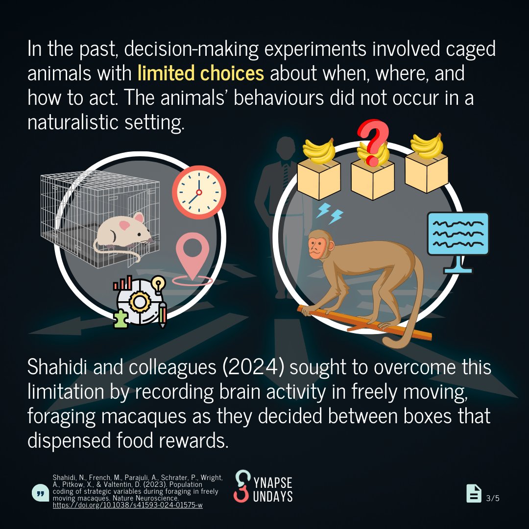 SynapseUofT's tweet photo. Just how many of your actions can be tied to your brain activity? By recording neural activity in the prefrontal cortex, researchers were able to predict when and where an animal would act before they acted. Swipe to learn more about this groundbreaking research! (1/2) https://t.co/ouykDnejer