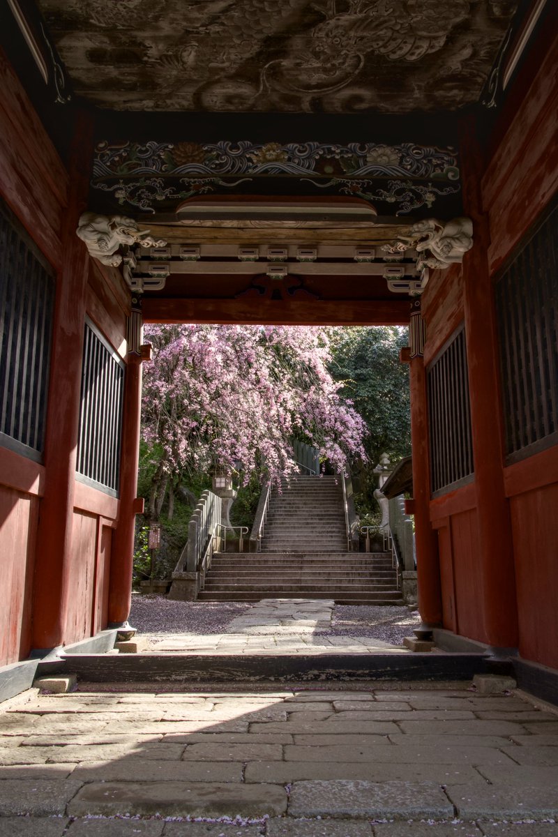 zuma_ike's tweet photo. 神門の先に見える春景色 https://t.co/I2DyKopUlD