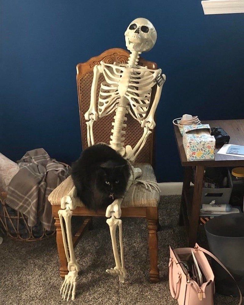 PostsOfCats's tweet photo. When your cat sits on you and you can't get up https://t.co/ctlPEimwAC